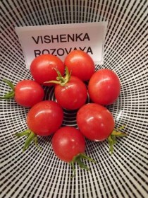 Rózsaszín cseresznye paradicsom - Paradicsom különlegességek az Egzotikus Növények Stúdiója kínálatából